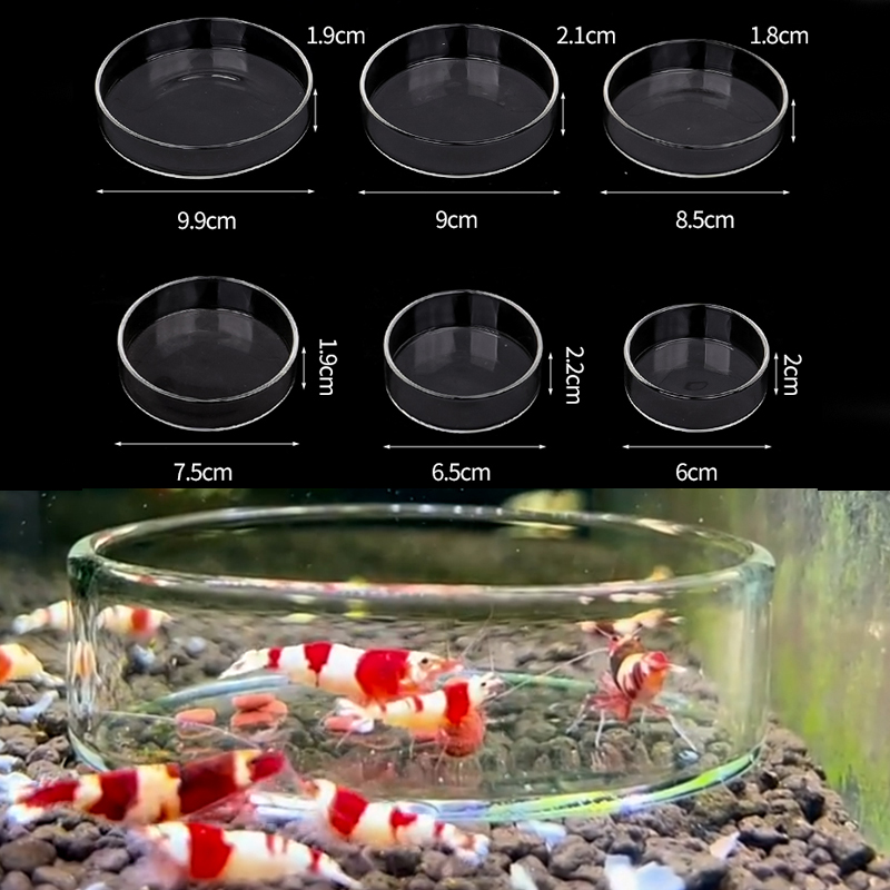Shrimp Feeding Dish High Trans - Aquarium Fish Food review and price