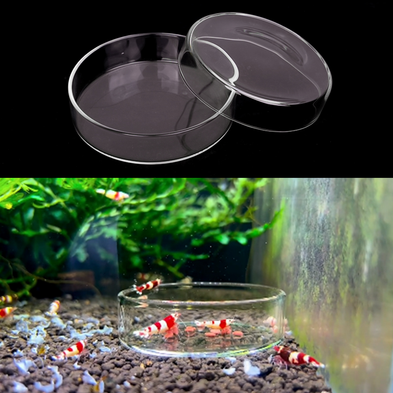 Shrimp Feeding Dish High Trans - Aquarium Fish Food review and price
