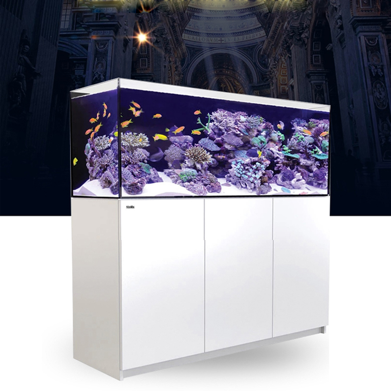 2026 Hot Selling Wholesale Pri - Aquarium Fish And Price review and price