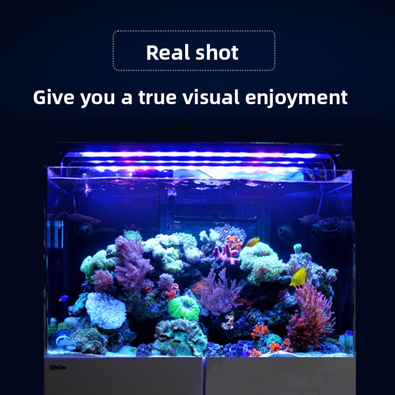 2026 Hot Selling Wholesale Pri - Aquarium Fish And Price review and price