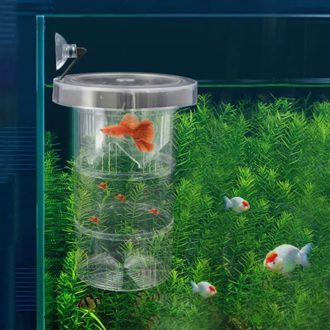 Acrylic Floating Fish Breeding - Aquarium Fish Feeder review and price