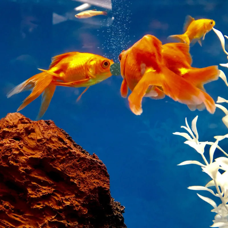 100-1500Pcs High-Purity Spirul - Aquarium Fish Food review and price